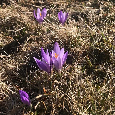 Biole Izby Dağ evi Poronin